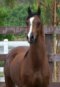 Bravo BMA (Baske Afire x Gloria X by Barbary)