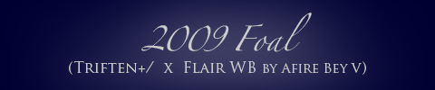 2009 Foal (Triften x Flair WB by Afire Bey V)
