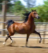 N Trigue BMA (Triften x Flair WB)