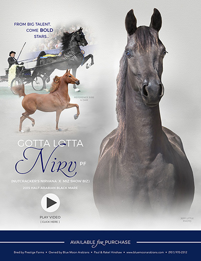 Gotta Lotta Nirv PF (Nutcracker's Nirvana x Miz Show Biz by Baske Afire)