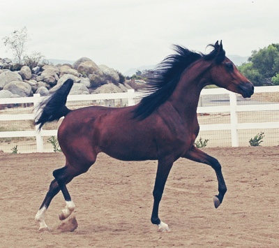 Bel Amour BMA (Afire Bey V x Gloria X by Barbary+++)