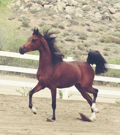 Bel Amour BMA (Afire Bey V x Gloria X by Barbary+++)