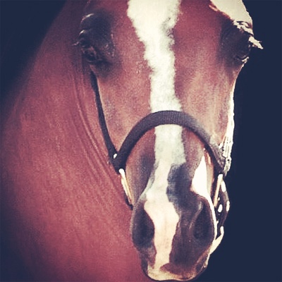 Bravo BMA (Baske Afire x Gloria X by Barbary+++