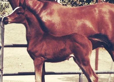 Bravo BMA (Baske Afire x Gloria X by Barbary+++)