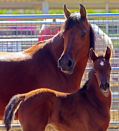 Crown Jewel BMA (VJ Royal Heir x Gloria X by Barbary+++)