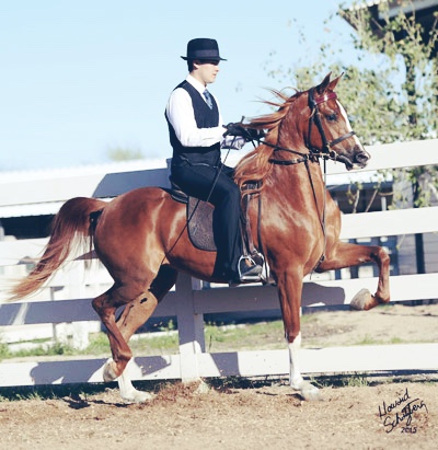 Ever After BMA (SF Aftershoc x Flair WB by Afire Bey V)