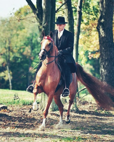 Flair WB (Afire Bey V x TQ Tstrawbery Bey by Bay El Bey++)