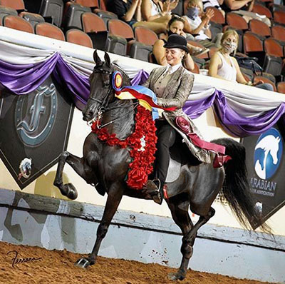 Gotta Lotta Nirv PF (Nutcracker's Nirvana x Miz Show Biz by Baske Afire)