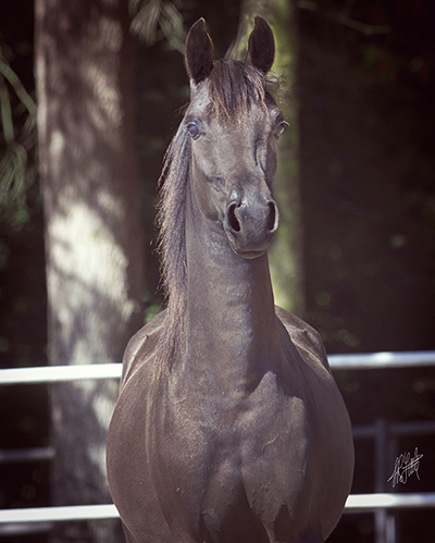 Gotta Lotta Nirv PF (Nutcracker's Nirvana x Miz Show Biz by Baske Afire)