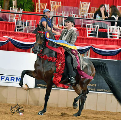 Nirvs Of Steel PF (Nutcracker's Nirvana x Miz Show Biz by Baske Afire)