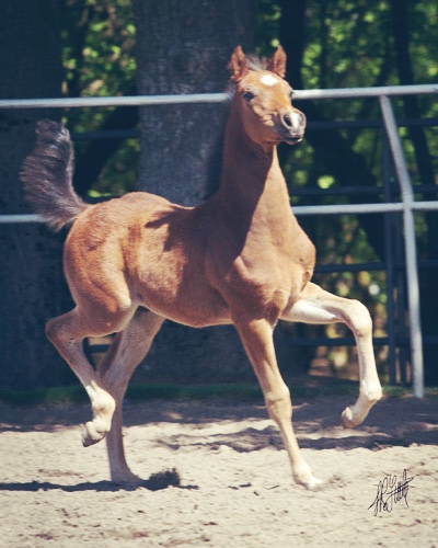 Nirvs Of Steel PF (Nutcracker's Nirvana x Miz Show Biz by Baske Afire)