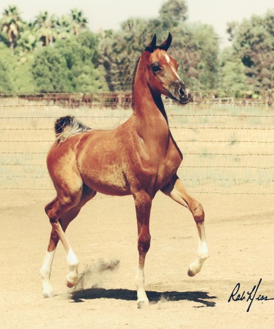 N Trigue BMA (Triften+/ x Flair WB by Afire Bey V)