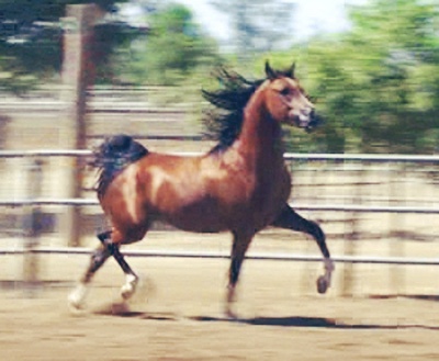 N Trigue BMA (Triften x Flair WB by Afire Bey V)