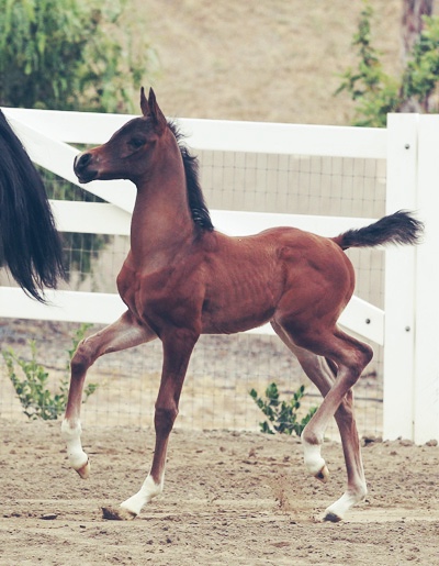 Roman Holiday BMA (HA Toskcan Sun x Gloria X by Barbary+++)